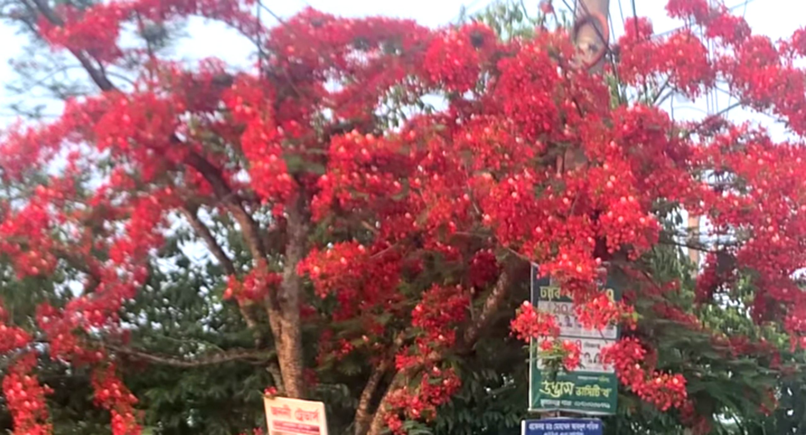 ফুটেছে মনকাড়া কৃষ্ণচূড়া ফুল, উপভোগ করছেন ফুলপ্রেমী পথিক