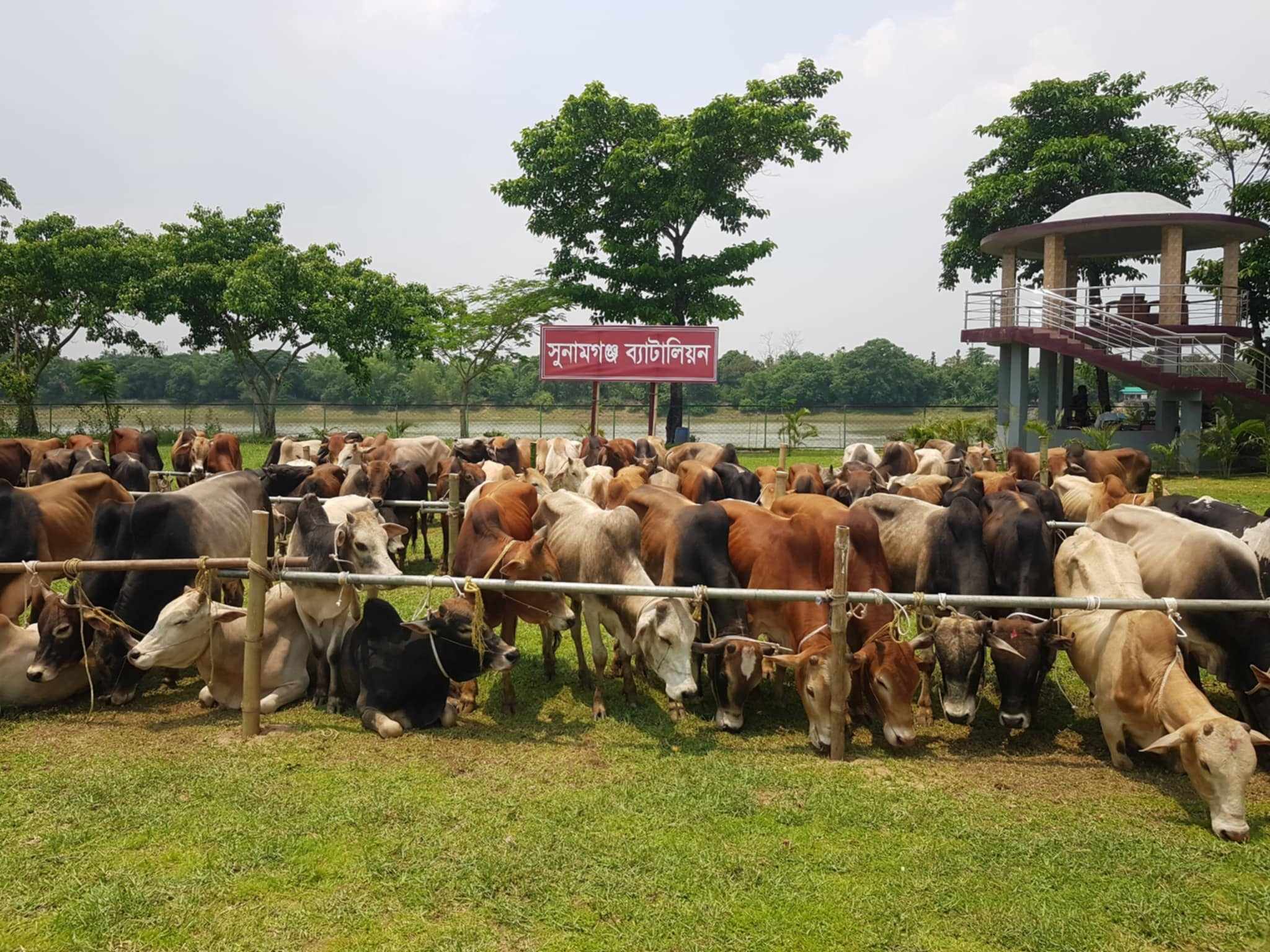 সুনামগঞ্জে  কোটি টাকা মূল্যের ৯০টি ভারতীয় গরু আটক করেছে  বিজিবি’র সদস্যরা