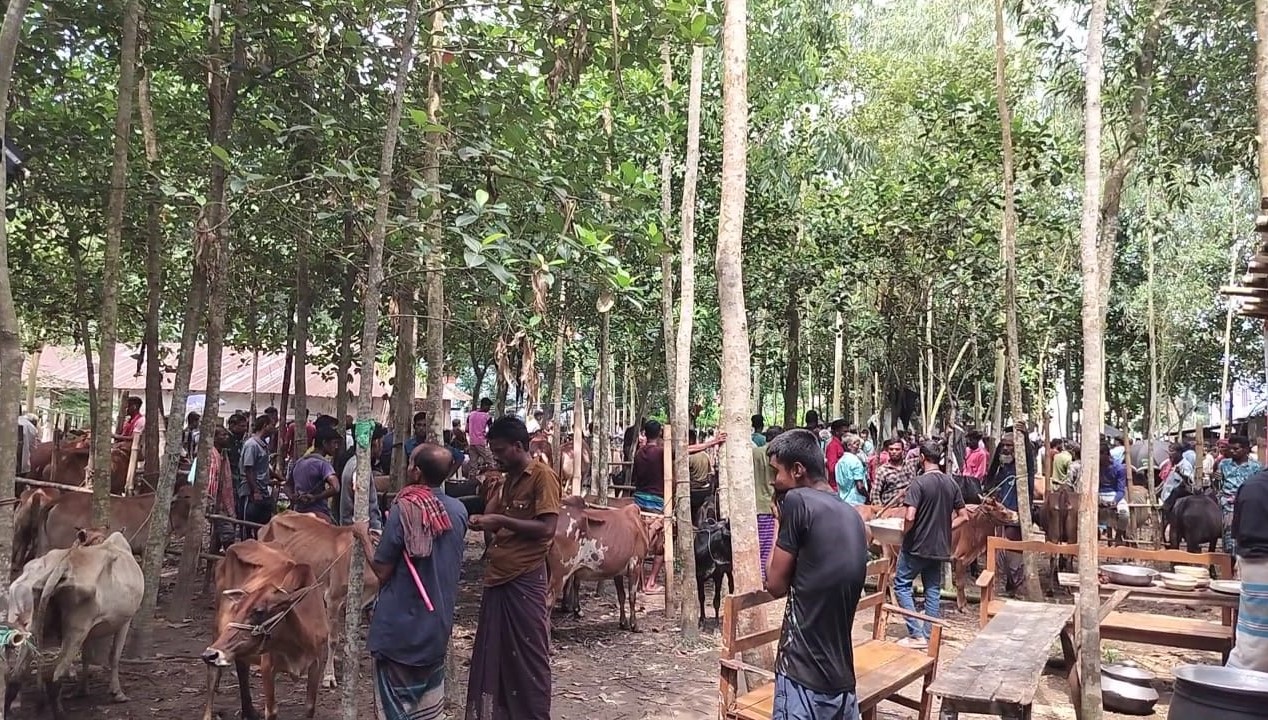 নবীগঞ্জে জমে উঠছে হাজীগঞ্জ পুরাতন মেলার বাজরের পশুর হাট