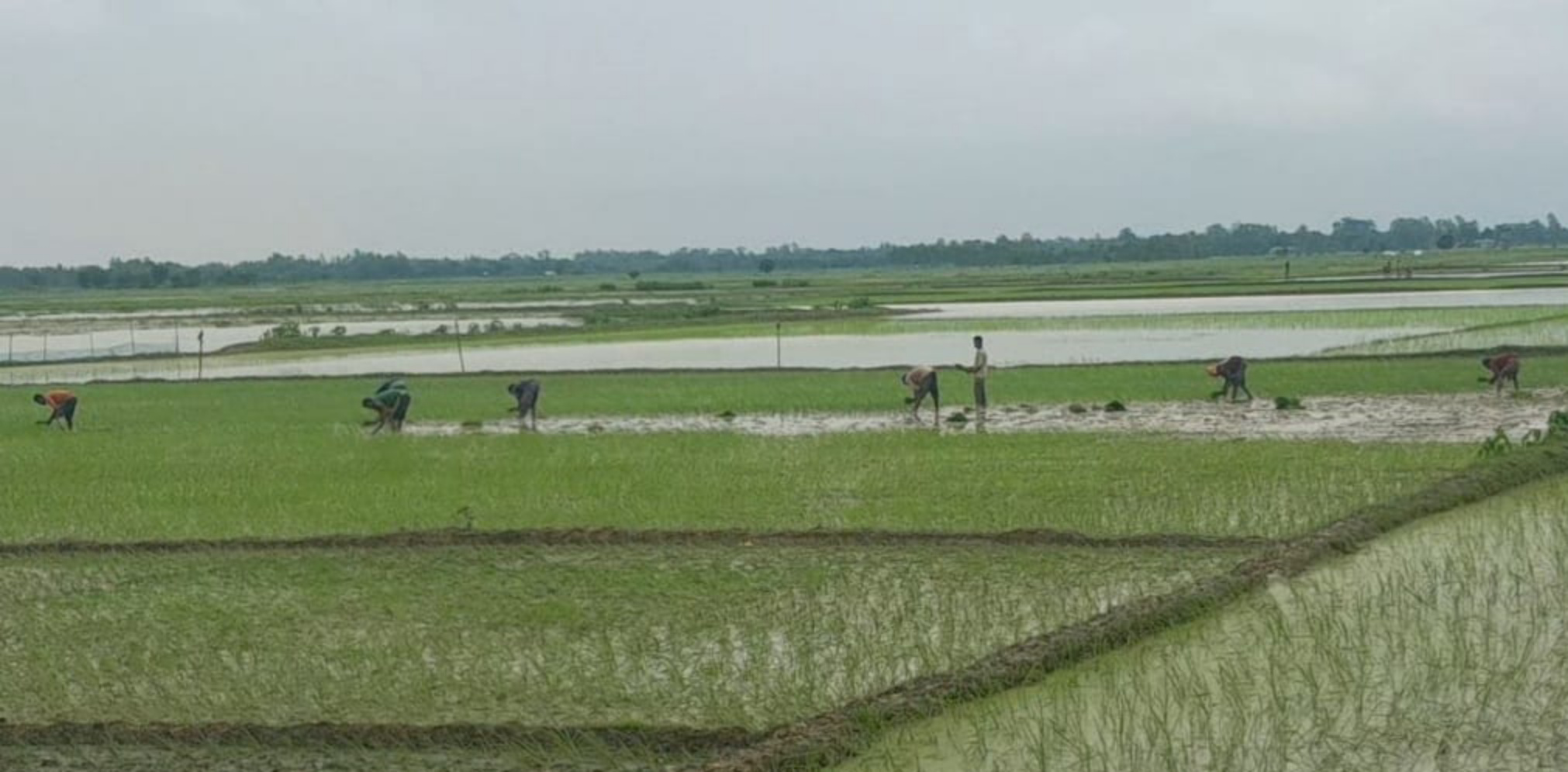 জগন্নাথপুরে আবহাওয়া অনুকুলে থাকায়  রোপা-আমন ধান চাষাবাদে ব্যস্ত কৃষক