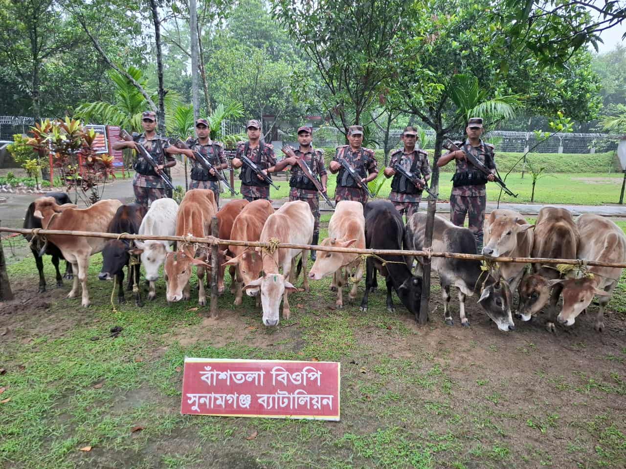 তাহিরপুর ও দোয়ারাবাজার সীমান্তে পৃথক অভিযানে ৩০ লাখ টাকার উপরে ভারতীয় অবৈধ গরু আটক