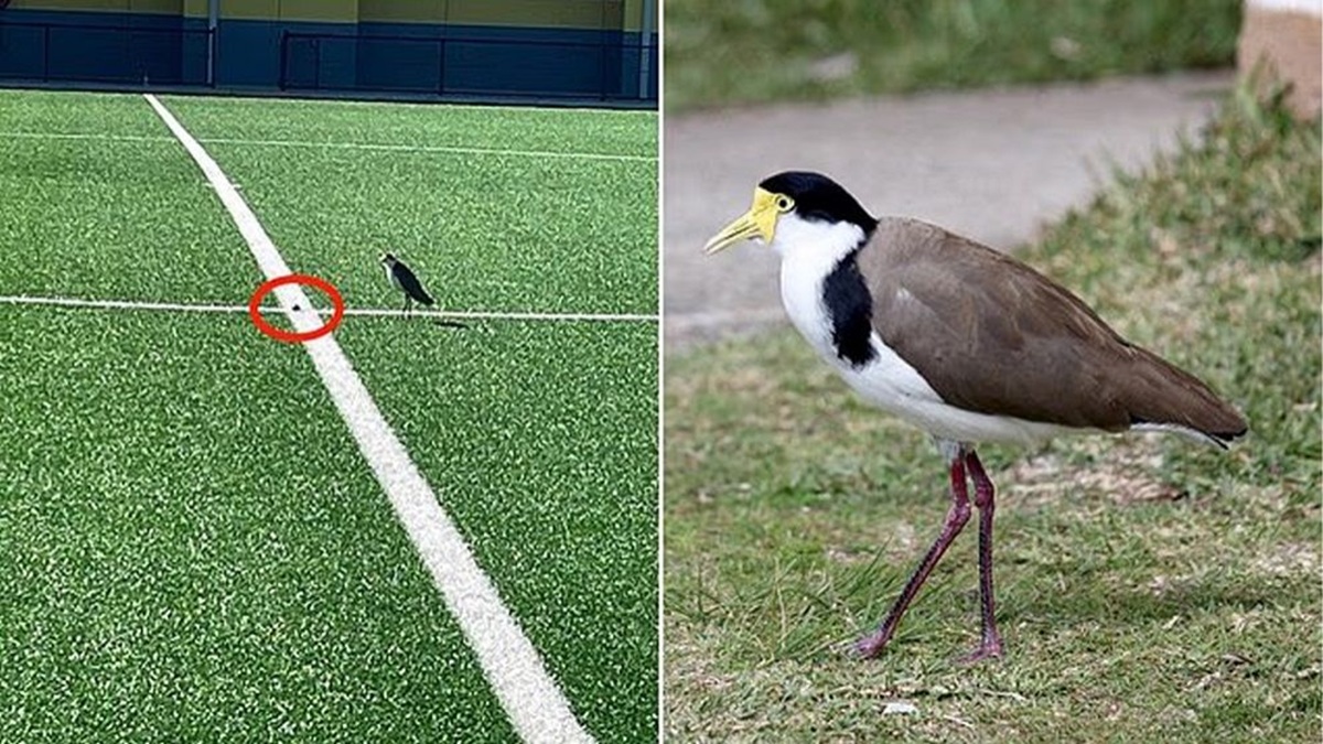 পাখি মাঠে ডিম পাড়ায় এক মাসের জন্য স্টেডিয়াম বন্ধ