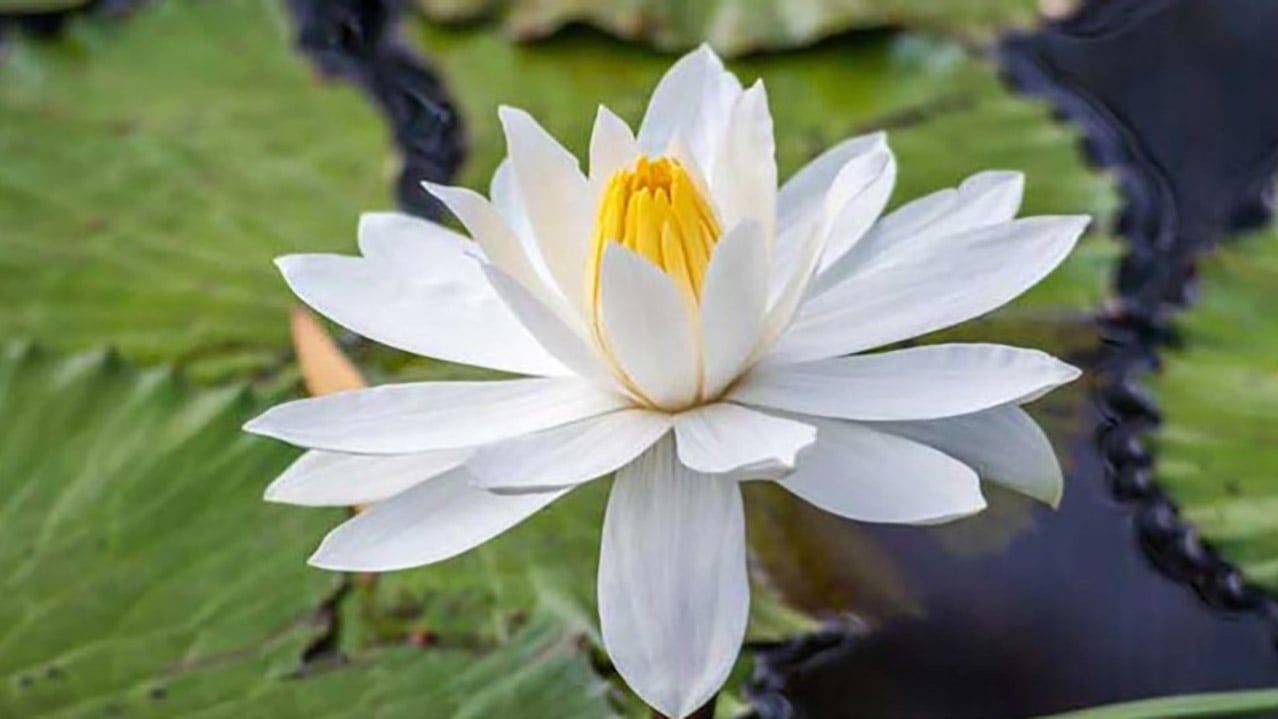 কোনো দলকেই ‘শাপলা’ দেবে না ইসি