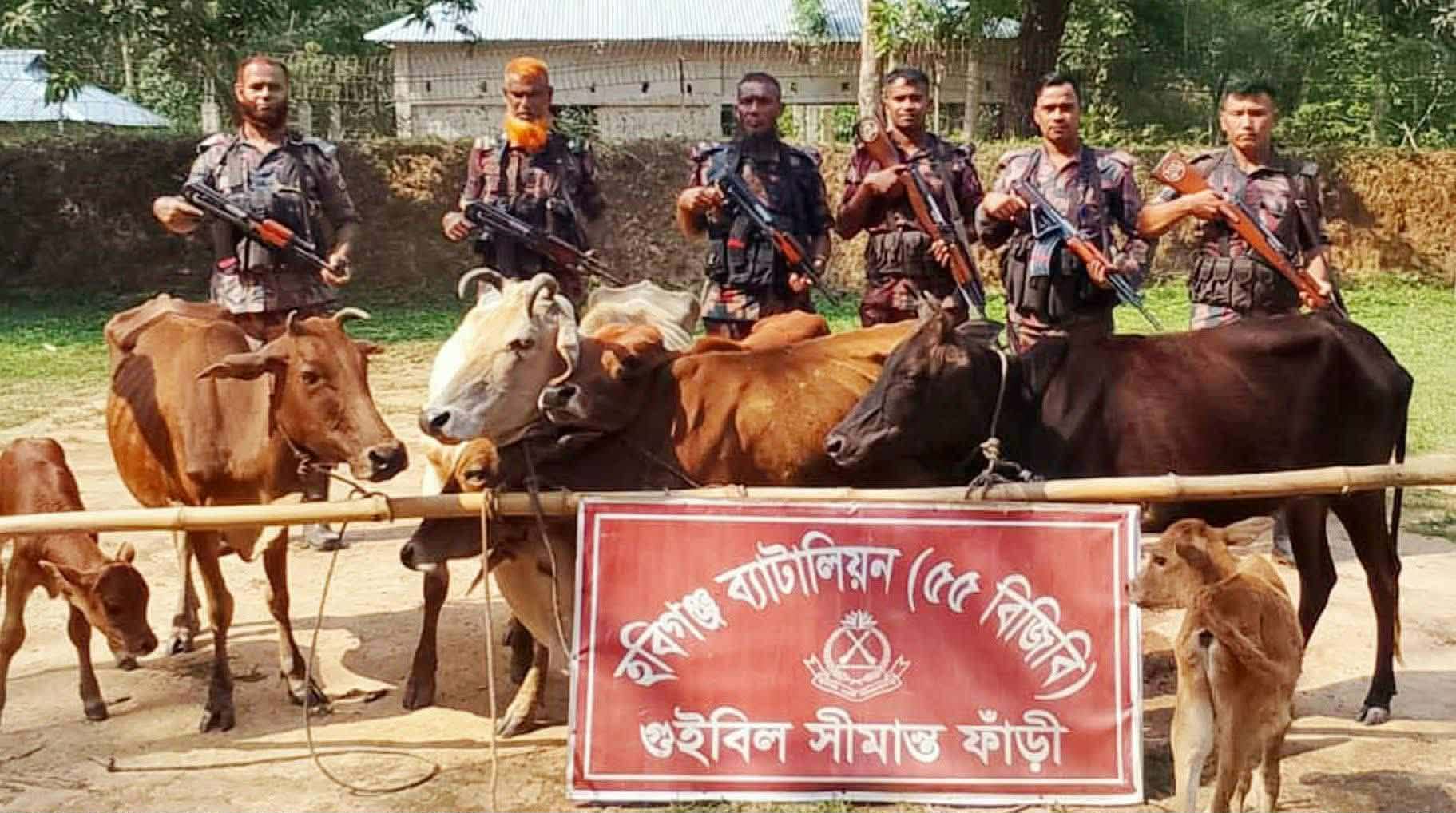 চুনারুঘাট  সীমান্তে ভারতীয় আট গরু জব্দ