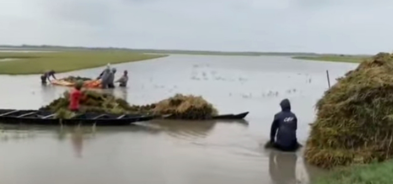 জগন্নাথপুরে পানির নীচে পাকা ধান, কৃষকদের হাহাকার