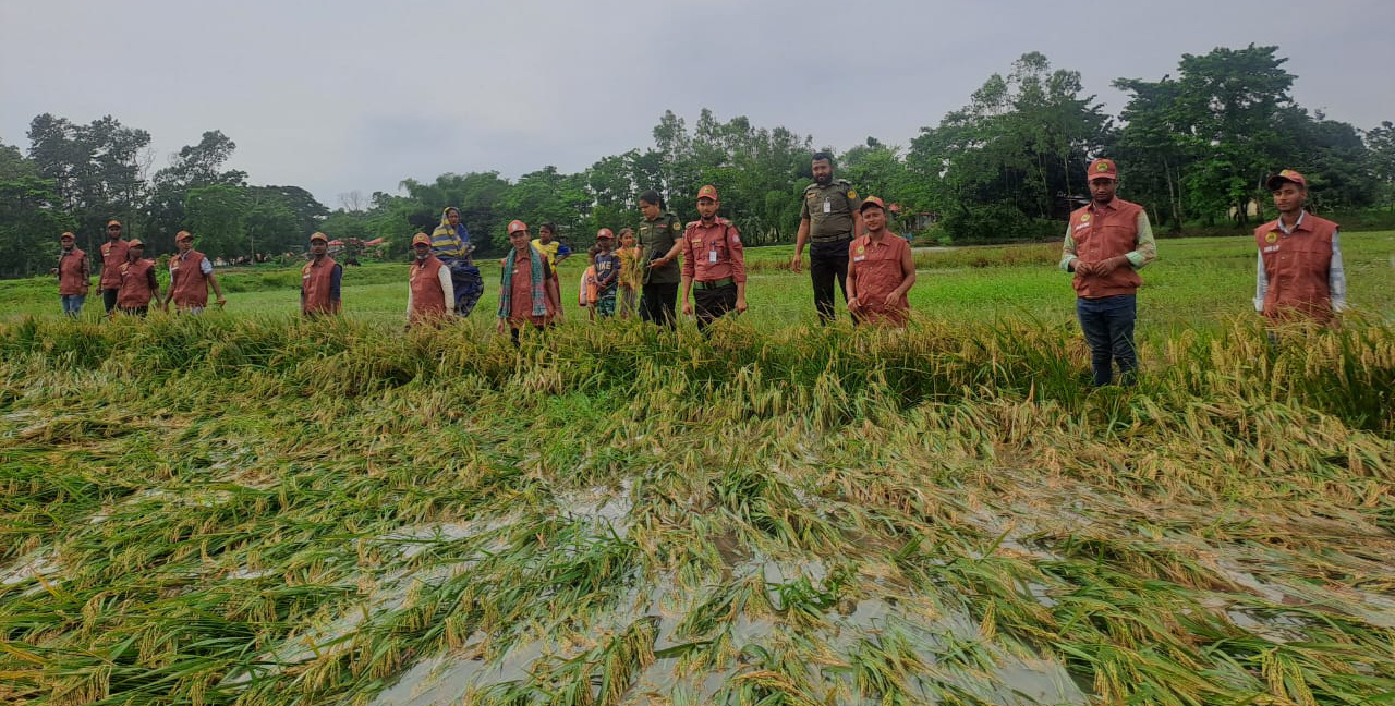 জগন্নাথপুরে কৃষকের বোরোধান কর্তন করে দিয়েছেন আনসার ভিডিপি সদস্যরা