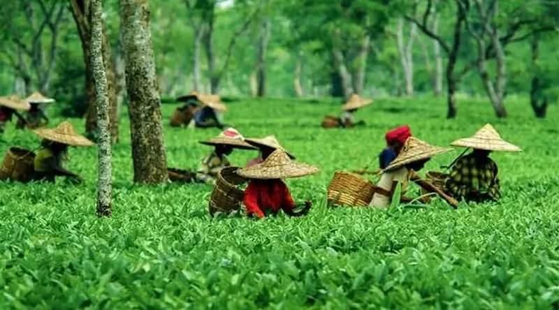 হবিগঞ্জের ৪টি চা বাগানে অনিদিষ্টকালের কর্মবিরতি শুরু