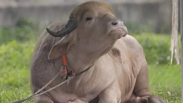 আলোচিত মহিষ ডোনাল্ড ট্রাম্পের নামের বানান ভুল,চিড়িয়াখানার কিউরেটরকে বদলি